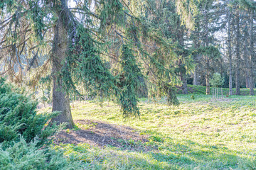 Image shows a tranquil outdoor scene with lush greenery, featuring ferns and a sunlit clearing under a shaded tree Suitable for nature-related products or services like outdoor gear, natural beauty