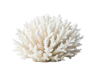Coral bleaching png bleached coral reef png climate change coral png marine ecosystem damage png underwater bleaching phenomenon png environmental impact image png transparent background image