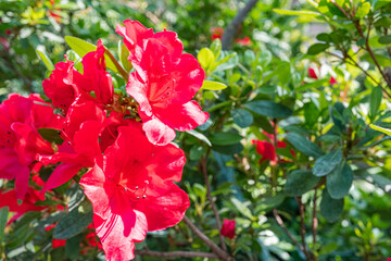 Fototapeta premium Close-up photo of bright red, glossy flowers in full bloom against a blurred green background Ideal for advertising materials conveying vitality, growth, or seasonal themes