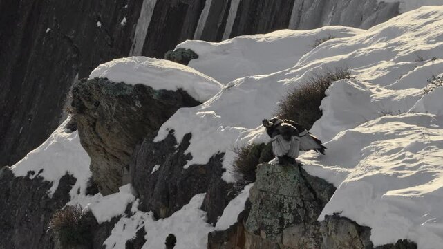 Pair of adult Andean condors perched on cliff in winter &ndash; Natural habitat in snowy Patagonia, Argentina