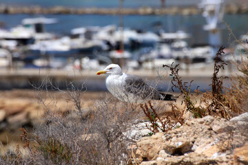 Seagull resting on dry coastal cliff with marina in background