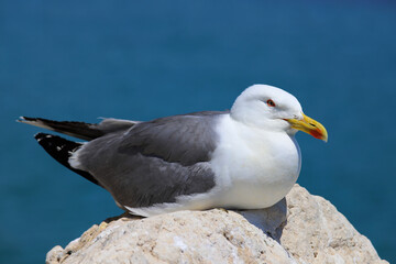 A large seagull lies calmly on a sunlit rock with deep blue sea background, showing coastal bird serenity in detail.