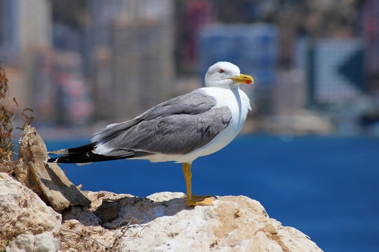 A seagull stands calmly on a rocky outcrop overlooking deep blue sea and distant urban buildings, blending nature and cityscape. - Powered by Adobe