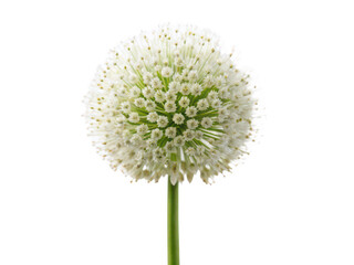 Craspedia png billy button flower png yellow craspedia bloom png dried floral decoration png ornamental garden flower png rustic bouquet element png transparent background image