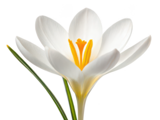 Crocus png crocus flower bloom png early spring flower png colorful crocus petals png ornamental garden flower png vibrant seasonal plant png decorative bulb flower png transparent background image