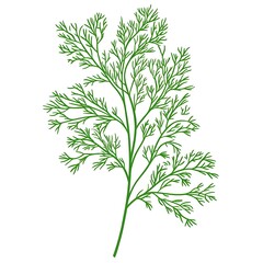 Fototapeta premium Aromatic dill plant hand drawn vector illustration isolated on background.