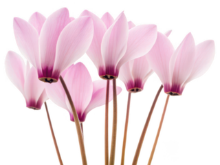 Cyclamen png cyclamen flower bloom png vibrant pink petals png winter blooming flower png decorative potted plant png transparent background image