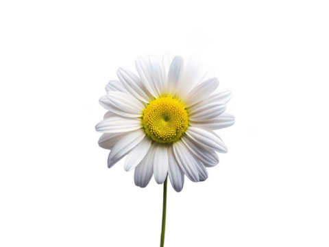 Daisy png single daisy bloom png white daisy flower png bright spring blossom png yellow-centered petaled flower png simple garden plant png natural decorative flower png transparent background image