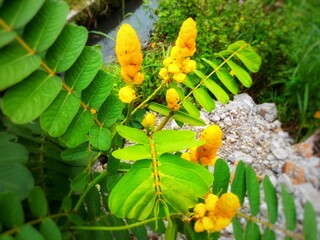 Close-up of a Candle Bush (Senna alata) showcasing its bright yellow, torch-like flowers and lush green leaves, highlighting the plant's unique structure and tropical beauty.
