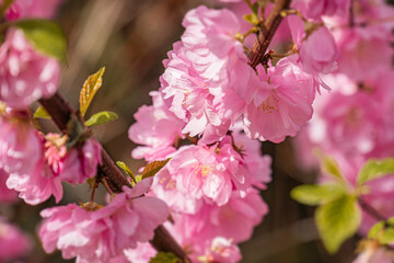Close-up of cherry blossom flowers, pink and white petals, slender twisted branches, natural lighting from above