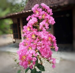 Close-up of vibrant pink Crape Myrtle flowers in full bloom, showcasing delicate petals and rich color, surrounded by green leaves, capturing the lively essence of summer in a natural setting.
