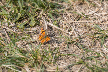 Two butterflies on grass in a dried, yellowish field with patches of dirt and sparse greenery Ambient lighting, possibly cloudy or twilight No people Realistic style focusing on plant and insect t