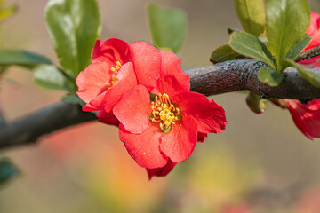 Close-up of a single cherry blossom flower in early bloom, surrounded by fallen petals The flower is vibrant pink with contrasting yellow stamens Outdoor blurred background suggests other cherry bl