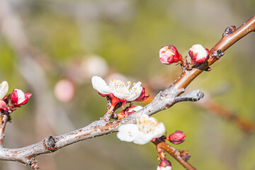 Close-up of a flowering tree branch with various blooming flowers, displaying pink and white hues Some buds tightly closed, others unfurled revealing stamens Tree bark textured branches contrast de