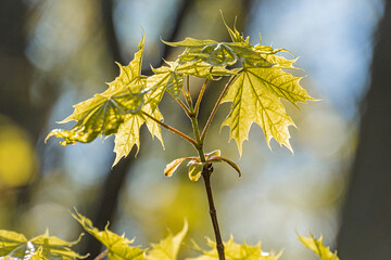 Close-up image of a twig with leaves in various stages, predominantly green with yellow hints, possibly autumn Emphasis on two large, prominently lit leaves Natural, outdoor setting with blurred ba