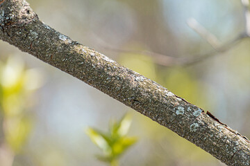 Close-up view of a curved, dark brown tree branch with white lichen and green moss Depth provided by blurred background suggesting natural setting with other tree branches and leaves Soft shadows c