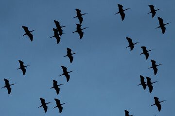 Silhouetted Glossy Ibises Circling in Tight Group Formation