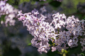 Close-up view of cascading white flowers with purple centers, possibly hanging from an archway in a natural outdoor setting Soft, diffused lighting enhances the delicate quality of petals and subtle