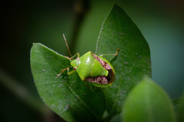 Macro Photograph of a Green Shield Bug (Stink Bug) on Leaf – Close-Up Insect Wildlife Nature Image