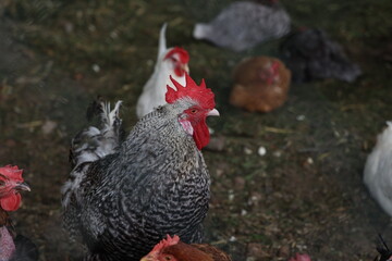 Rooster with hens in a farmyard