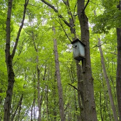 bird on a tree