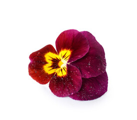 Beautiful purple edible flower on white background
