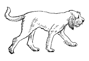 Contour drawing of one white cute dog breed Italian spinone, pointer, hunting, realistic sketch, vector illustration