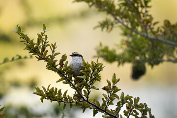 Cute thorn-tailed rayadito perches on a branch with green leaves