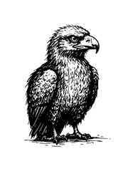 Obraz premium Monochrome Vector Illustration of a Majestic Eagle Standing with Intricate Feather Detail Facing Right
