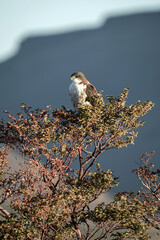 Variable hawk perched on a leafy branch