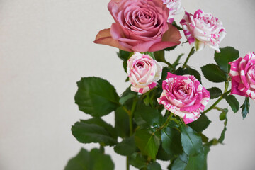 紫とピンクのばら