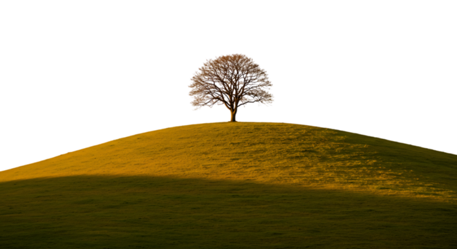 Single tree on grassy hilltop at sunset isolated on white background