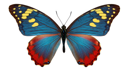 Isolated Blue Morpho Butterfly