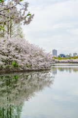 Osaka, Japan - April 7, 2024: Cherry blossoms in full bloom line a tranquil Osaka Castle Moat, their reflection mirrored in the still water.