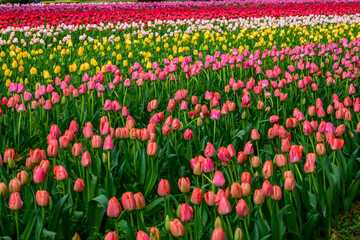 Striking rows of colorful tulips at Expo '70 Commemorative Park in Osaka, Japan. The park, built for the 1970 World Expo, showcases diverse flora reflects Japan's postwar economic boom.