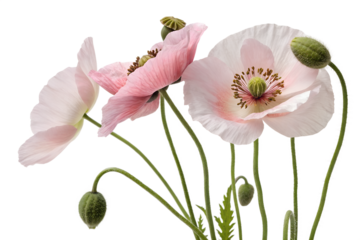 pink opium poppy flower isolated