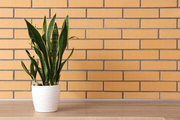 Snake plant near brick wall