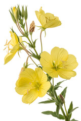 Fototapeta premium yellow evening primrose flowers on white background