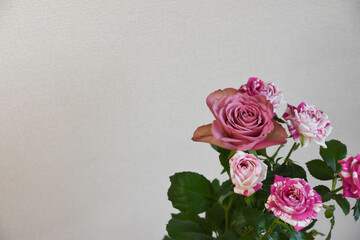 紫とピンクのばら