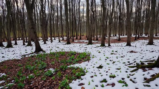Snow patches gradually melting among forest undergrowth, revealing vibrant green vegetation emerging from winter landscape, signaling seasonal renewal and transformation