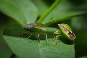 Macro Photograph of Two Green Shield Bugs Interacting on a Leaf – Close-Up Nature Insect Wildlife Scene