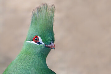 Close-up view of a Green Turaco (Tauraco persa) with copy space