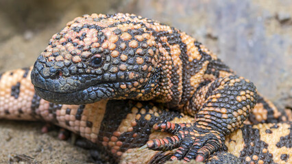 Close-up view of a Rio Fuerte Beaded Lizard (Heloderma exasperatum)