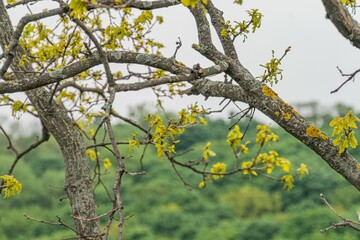 Close-up of a tree with yellowing leaves, branches extending horizontally and diagonally, hazy landscape, overcast sky, body of water or reflective surface, naturalistic style, soft lighting, early m
