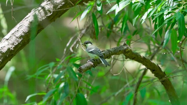 Great Tit's Call on a Branch: A Small Chorus in the Forest