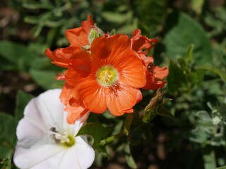 Scarlet Globemallow wildflower in an early summer meadow, Boulder, Colorado