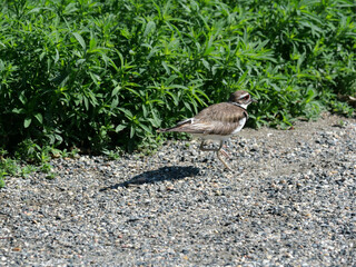 Killdeer walking along a trail in early summer, Boulder, Colorado