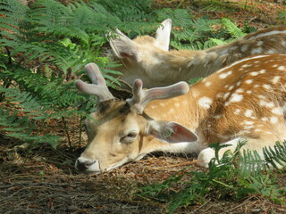 parc aux daims center park
