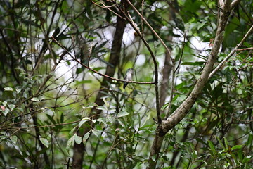 Beija flor de fronte violeta
