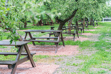 Ripe apple orchard, tranquil picnic area with weathered benches, autumn leaves, dirt path, towering trees, soft warm lighting
